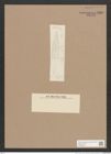 Navicula sp. (de-Toni-Nr.: Genus 1, Species 768 ?) Zeichnungen Sammlung Grunow Nr. 1380 (NHMW-BOT-W0368338)